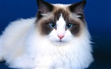 1600 Cat Photo Wallpaper (4) #3