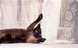 1600 Cat Foto tapety (4) #4