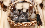 1600 Cat Photo Wallpaper (4) #6