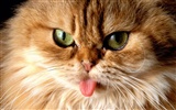 1600 Cat Photo Wallpaper (4) #8