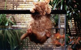 1600 Cat Foto tapety (4) #14