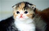 1600 Cat Photo Wallpaper (4) #15