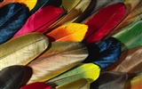 barevné peří křídla close-up tapetu (2)