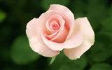 Large Rose Photo Wallpaper (4) #8