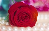 Large Rose Photo Wallpaper (4) #9