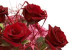 Large Rose Photo Wallpaper (4) #12