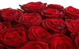 Large Rose Photo Wallpaper (4) #17