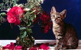 1600 Cat Photo Wallpaper (5) #3