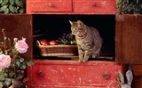 1600 Gato Wallpaper Foto (5) #6