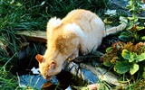 1600 Cat Foto tapety (5) #7