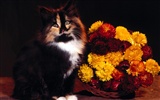 1600 Cat Photo Wallpaper (5) #15