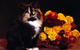 1600 Cat Foto tapety (5) #15