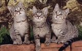 1600猫の写真の壁紙(5) #16