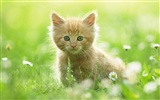 Animal Widescreen Wallpapers Collection (4) #6