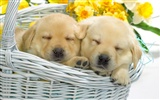 Puppy Photo HD Wallpaper (7) #2