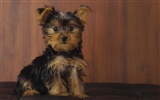 Puppy Photo fonds d'écran HD (7) #7