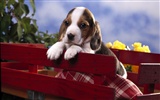 Puppy Photo HD wallpapers (7) #17