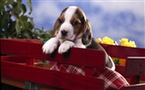 Puppy Foto HD Tapety na plochu (7) #17