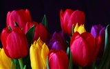 Large tulip wallpaper (1)