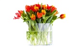 Velký tulipán tapety (1) #3