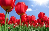 Velký tulipán tapety (1) #5