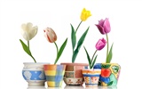 fondos de escritorio de gran tulipán (1) #7