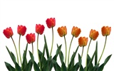 Large tulip wallpaper (1) #8