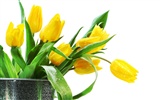 fondos de escritorio de gran tulipán (1) #9