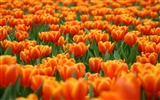 Velký tulipán tapety (1) #11