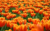 Large tulip wallpaper (1) #11