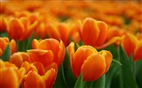 Large tulip wallpaper (1) #12