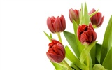 Fond d'écran Tulip Grand (1) #14
