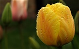 Large tulip wallpaper (1) #16