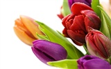 fondos de escritorio de gran tulipán (1) #17