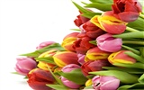 Velký tulipán tapety (1) #18