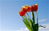 Large tulip wallpaper (1) #19