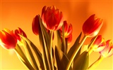 fondos de escritorio de gran tulipán (1) #20
