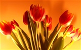 Large tulip wallpaper (1) #20