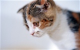 1600 Cat Photo Wallpaper (6) #1