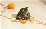 1600 Cat Photo Wallpaper (6) #4