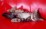 1600 Cat Photo Wallpaper (6) #5