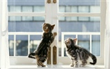 1600 Cat Photo Wallpaper (6) #9