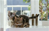 1600 Cat Foto tapety (6) #10