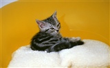 1600 Cat Foto tapety (6) #15