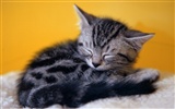 1600 Cat Photo Wallpaper (6) #16