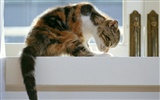 1600 Cat Foto tapety (6) #19