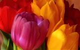 Large tulip wallpaper (2)