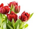 Large tulip wallpaper (2) #3