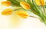 Large tulip wallpaper (2) #36931