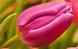 Velký tulipán tapetu (2) #6